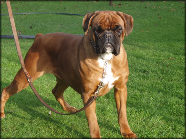 boxer: Bella Bionda